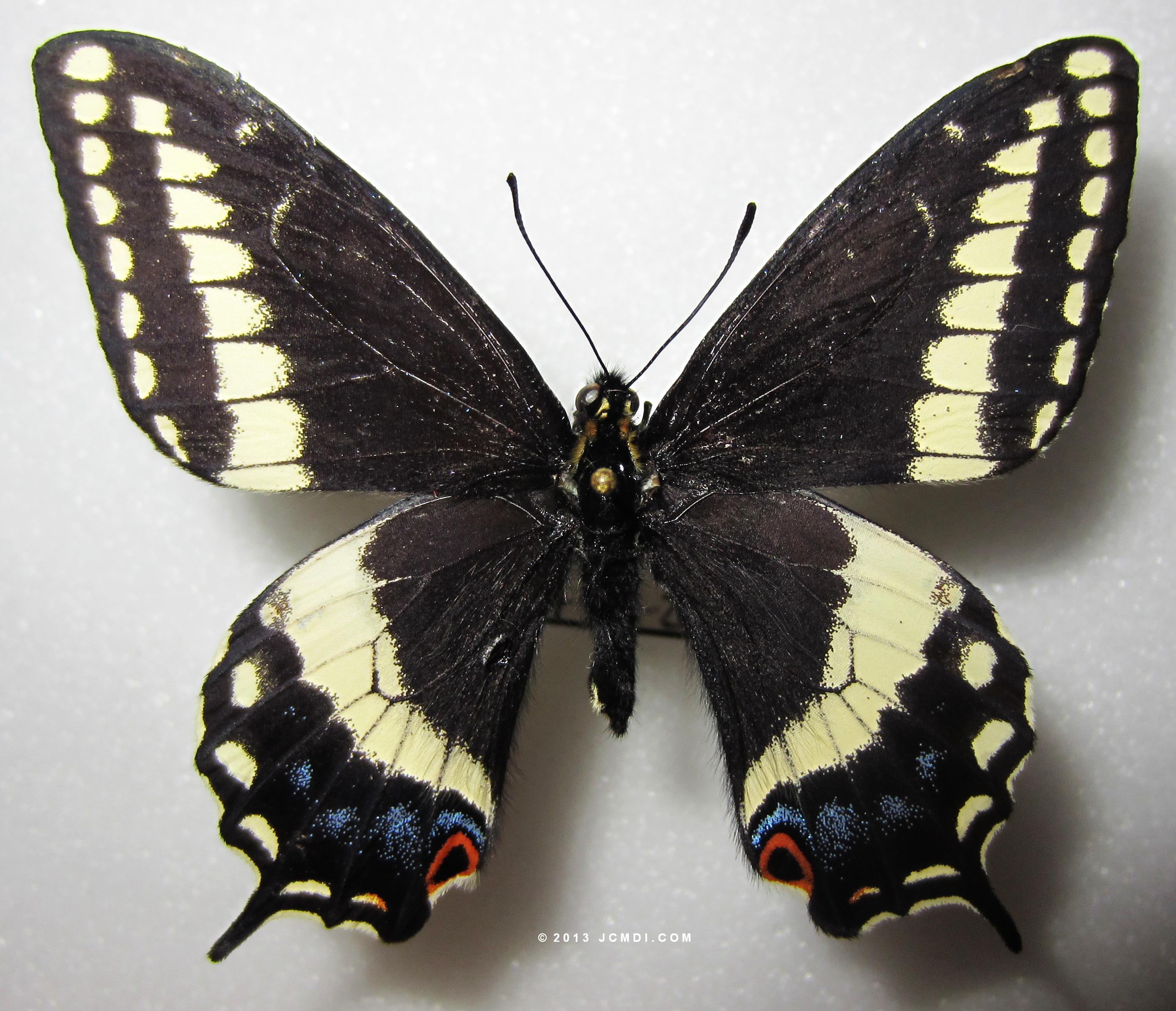 Papilio indra phyllisae
